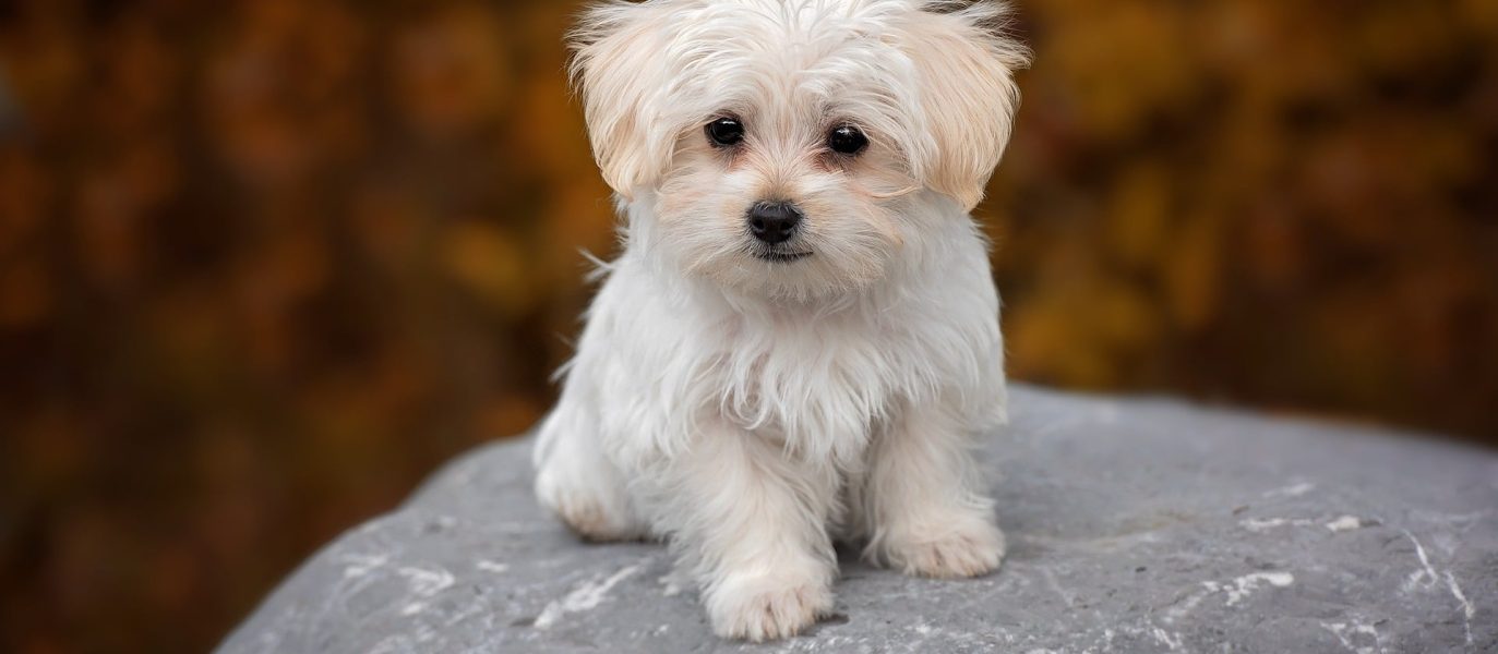 bichon-maltes